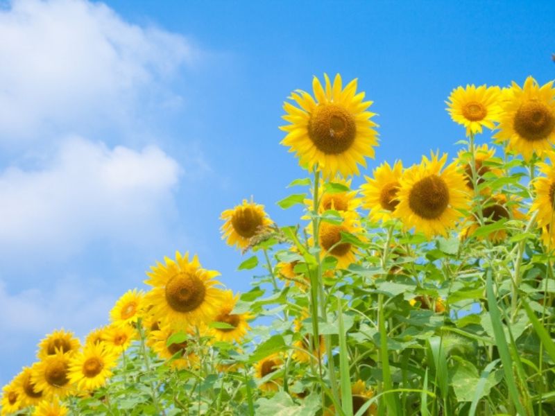 夏の外壁塗装はできる?暑い時期の特徴と工事中に快適に過ごすためのポイント